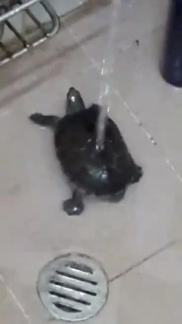 turtle,wiggle,dance,moves,wigglei