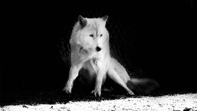 wolf,white wolf,animal