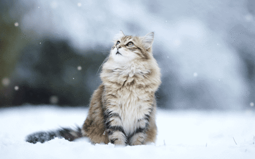 cat,snow,winter,wintertime,i love cats,i love snow
