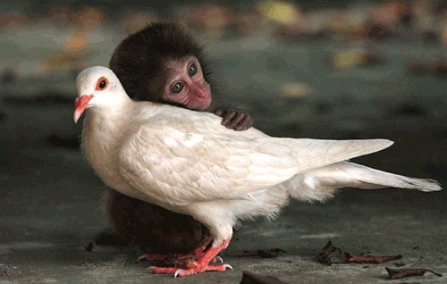 monkey,seagull,friends,petting
