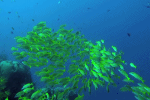 Водоросли гиф. Водоросли в воде. Море анимация водоросли. Водоросли с рыбами гиф. Водоросли гифка.