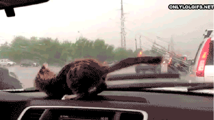 Cat windshield wiper GIF.