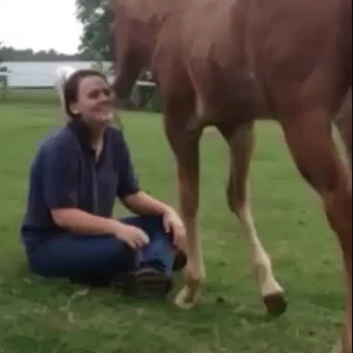 Спаривание коней. Лошади спариваются с людьми. Конь спаривается с девушкой. Животные сношениях с людьми. Сует лошади