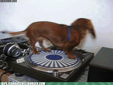 dj,dog,black,adorable,brown,disk