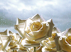 Funny Gifs : white rose GIF - VSGIF.com