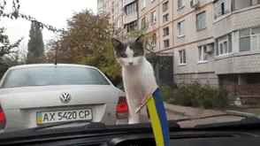 wipers,cat,funny,meets,windshield