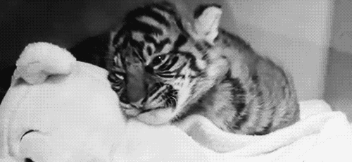 love,cute,black and white,baby,life,nature,animal,beautiful,sleep,lovely,sleepy,tiger,wild,wildlife,invade my cave with your special unit,bw