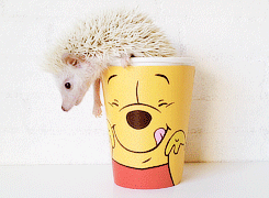 animal,fall,cup,ouch,pet,oops,hedgehog,winnie the pooh,african pygmy hedgehog,hedgie
