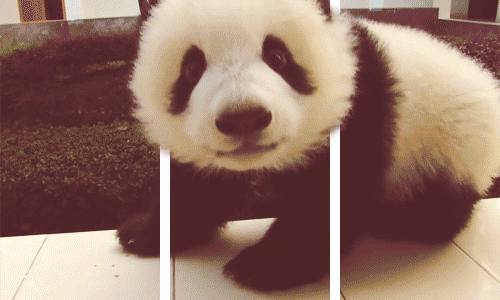 cutie,panda,california,3d,pandas,tumbler,panda baby,project,indianapolis