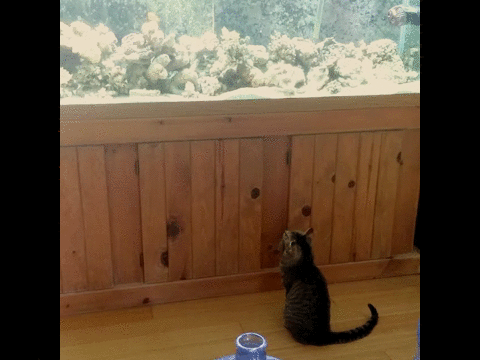 cat,fish,aquarium,libby