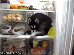 fridge,dog,animals,resting