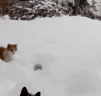 cat,snow,watch,t,interestings