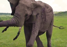 Brazil sanctuary elephants GIF.