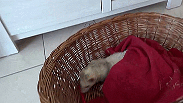 angry,shocked,wake up,ferret,basket