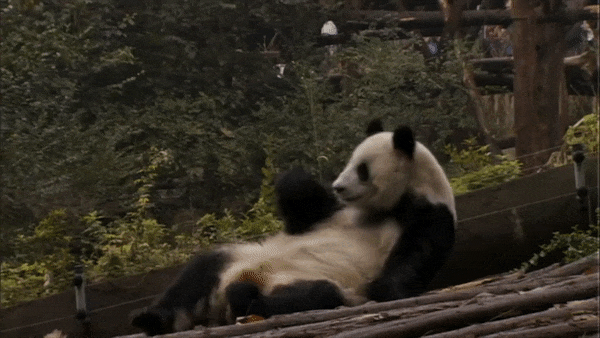 Неуклюжая Панда. Анимационные панды. Панда gif. Неуклюжая Панда гиф.