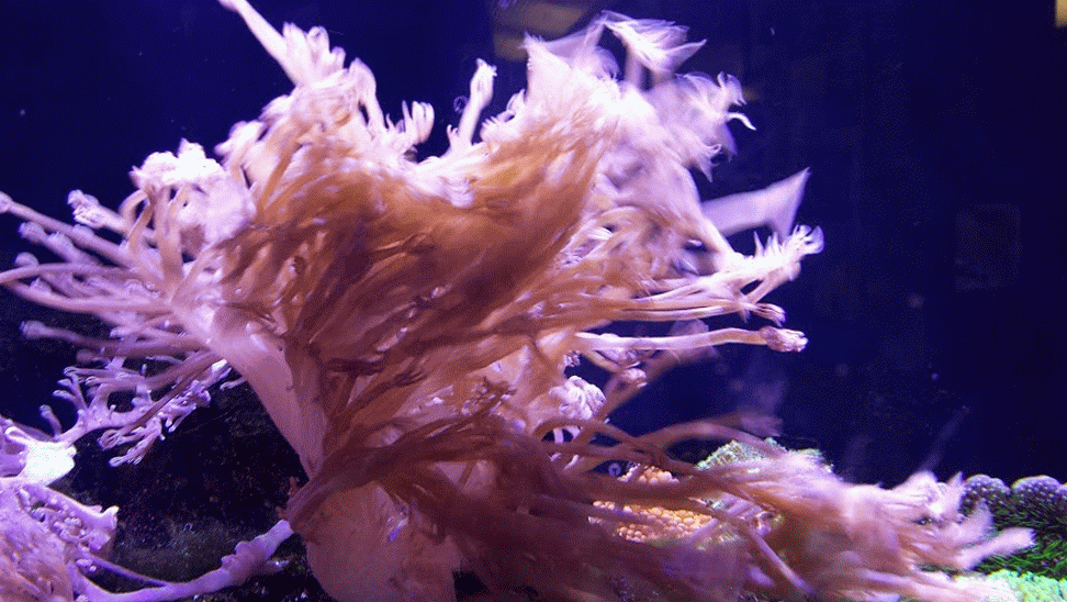 Кишечнополостные водоросли. Актиния Кишечнополостные. Полипы Кишечнополостные. Коралловые полипы симбиоз. Кишечнополостные коралловые полипы симбиоз.