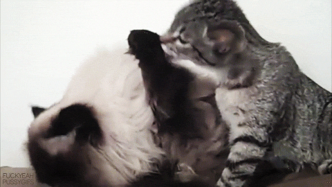 Котики обнимаются. Котенок целует. Кот гифы. Котята лижутся. Мама трется киской
