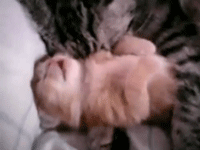 sleep,cute animal,newborn,animals spooning,cat,cute,animals,baby,youtube,hug,kitten,et,nightmare,cat mom hugs baby kitten,jimenaintner