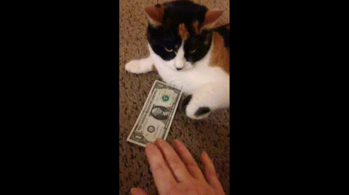 give,cat,dollar