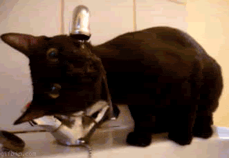cat,cute,water,kitten,tongue,faucet