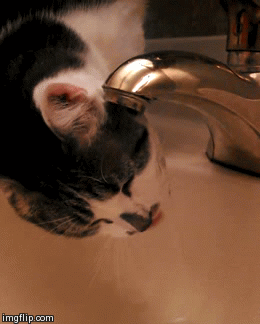 cat,water,drinking,thirsty,faucet