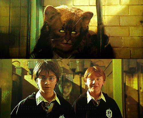 Гермиона кошка. Гарри Поттер Гермиона и кошка. Гарри Поттер и Тайная комната Гермиона кошка. Гермиона Грейнджер кошка. Гарри Поттер живоглот и Гермиона.