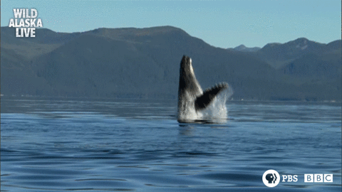 humpback whale,whale,pbs,alaska live,humpback,whale watching,skill,moonscape,moon paths