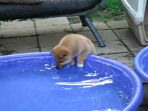 dog,excited,kiddy pool