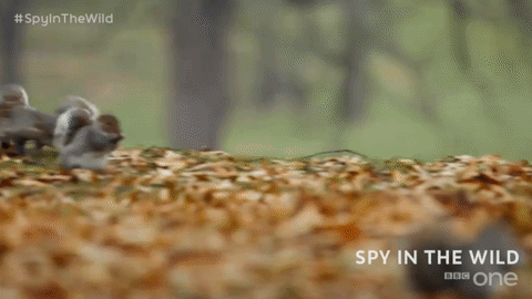 squirrel,cute,bbc,bbc one,bbc1,spy in the wild