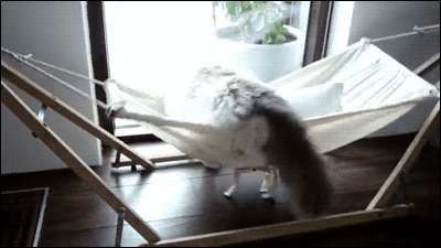 cat,fail,hammock