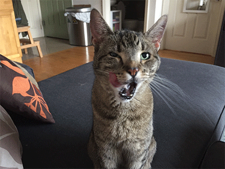 tasty,cats,human,thank,meal
