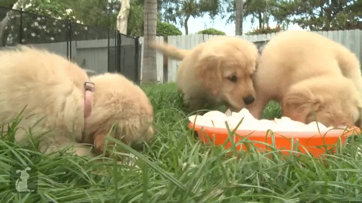 puppies,ice,golden,retriever,sit at home