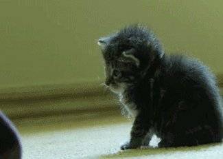 animal,adorable,will,make,furious,absolutely,distractify