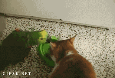 parrot,cat,vs