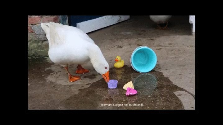 toys,goose
