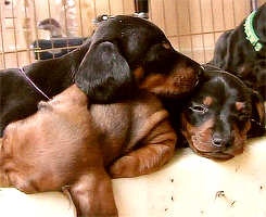 dachshund,cute,animals,animal,puppy,adorable,brown,brownblack
