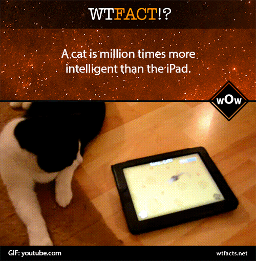 cats,wow,ipad,cat lover,cat facts,i know all the dances to high school musical