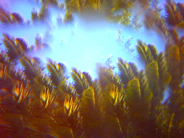 tree,glitch,trippy,psychedelic,the current sea,sarah zucker,thecurrentseala,brian griffith,palm,cyberdelic,palm tree,los angeles artist