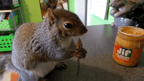 squirrel,animals,pet,butter,fork