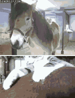 love,cat,horses,relaxing,ponies