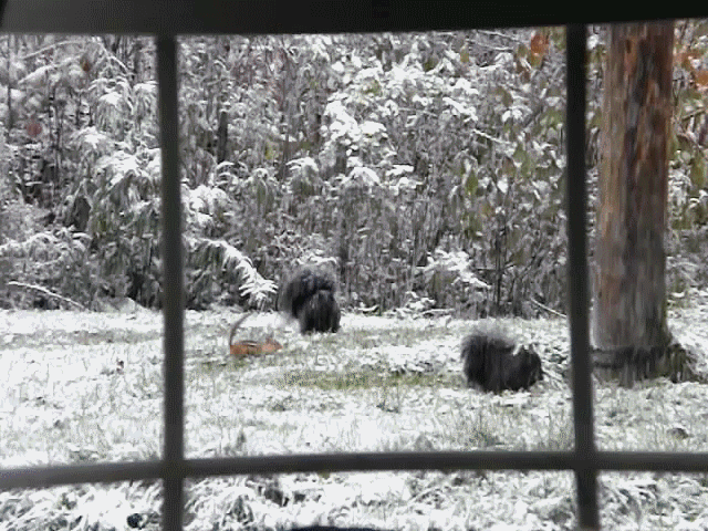 snow,squirrels