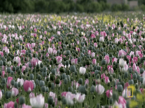 field,opium,flowers,pink,money,origins,april 8th