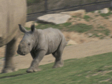 rhino,animals,baby,san diego zoo,safari park,aww so cute