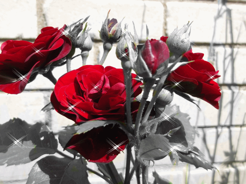 roses,flowers,glitters,red roses,art design