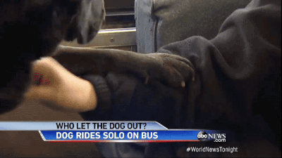 dog,animals,bus,rides