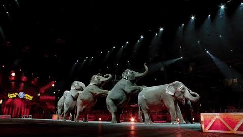 circus,elephants,ringling bros,asian elephants,barnum bailey