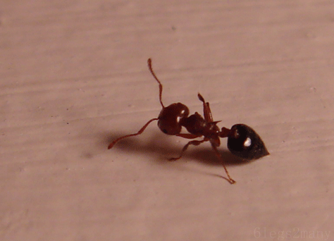 Ножка болит муравейник закроется. Смешной муравей. Муравьи сиафу. Маленькие муравьи. Самый большой муравей.