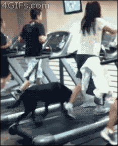 jogging,treadmill,dog,animals
