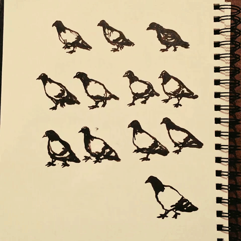 animation,drawing,bird,2d,2d animation,ink,pigeon,sketchbook,sketches