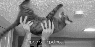 spiderman,cat